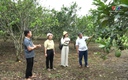 Vượt khó làm giàu trên quê hương