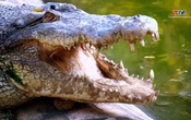 Thiếu nhi: Tìm hiểu về loài cá sấu