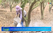 Bản tin Nông nghiệp nông thôn ngày 25/10/2025