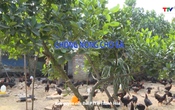 Khuyến nông 27/5/2025