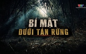 Phá án: Bí mật dưới tán rừng