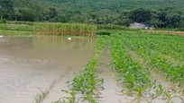 Thanh Hóa: Trên 2.000 ha cây trồng bị ngập do mưa kéo dài