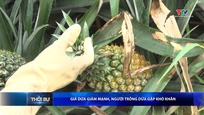 Bản tin Thời sự trưa 12/6/2026 