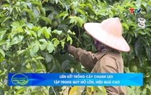 Bản tin Nông nghiệp – Nông thôn 30/7/2022