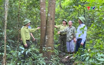 Chi cục Kiểm lâm Thanh Hóa triển khai nhiều giải pháp phòng chống tham nhũng, tiêu cực