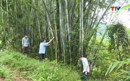 Huyện Quan Sơn: Khai thác gần 7 triệu cây tre, luồng