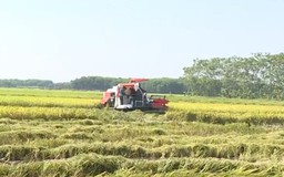 Thọ Xuân tích tụ, tập trung gần 140 ha đất sản xuất nông nghiệp