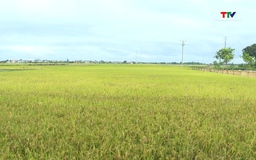 Huyện Thiệu Hóa tích tụ tập trung đất đai tăng gần 30% so với cùng kỳ