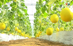 Truy xuất nguồn gốc nông sản - Tính minh bạch của nền nông nghiệp