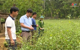 Người cán bộ Hội Nông dân ở huyện miền núi Bá Thước với khát vọng làm giàu từ cây cà gai leo