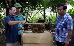 Hiệu quả kinh tế từ nghề nuôi ong lấy mật tại xã Xuân Bình