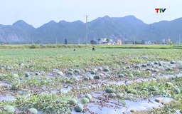 Huyện Nga Sơn hoàn thành vượt chỉ tiêu tích tụ tâp trung đất đai