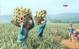 Nâng cao giá trị sản xuất cây ăn quả