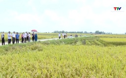 Thanh Hóa có 227.400 ha cây trồng thâm canh