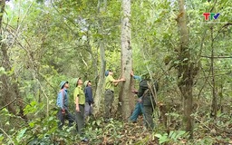 Thanh Hóa là một trong những tỉnh đi đầu tham gia thị trường carbon rừng