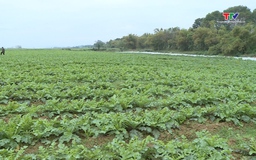 Vụ đông năm 2023 - 2024, tỉnh Thanh Hóa có khoảng 7.000 ha cây trồng được liên kết sản xuất