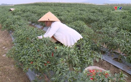 Yên Định phát triển 39 mã số vùng trồng ớt phục vụ xuất khẩu