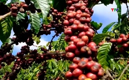 Xuất khẩu cà phê gia tăng áp lực mới