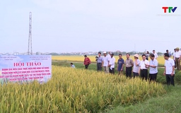 Hội thảo sử dụng phân bón hữu cơ sinh học Eco Nutrients trên cây lúa