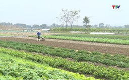 Hoằng Hoá phát triển được 198 ha sản xuất nông nghiệp theo hướng an toàn