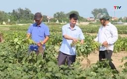 Vụ xuân 2024, Thanh Hóa chuyển đổi hơn 772 ha đất trồng lúa hiệu quả kinh tế thấp