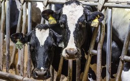WHO cảnh báo nguy cơ lây nhiễm virus cúm gia cầm ở bò