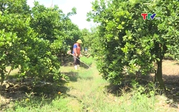 Phát triển diện tích cây ăn quả theo tiêu chuẩn VietGAP