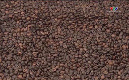 Việt Nam xuất khẩu khoảng 170.000 tấn cà phê trong tháng 4/2024