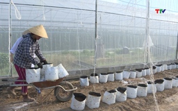Huyện Thường Xuân có gần 63 ha sản xuất nông nghiệp theo hướng hữu cơ