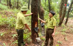 Kiểm tra công tác phòng chống cháy rừng ở Hà Trung