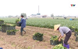 Xuất khẩu rau quả của Việt Nam đạt gần 2 tỷ USD