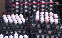 Giá trứng gia cầm giảm kéo dài