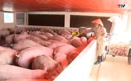 Giá lợn hơi trong nước tăng kéo nhập khẩu thịt lợn tăng trở lại