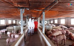 Chỉ thị về việc thực hiện nghiêm các biện pháp phòng, chống bệnh Dịch tả lợn Châu Phi trên địa bàn tỉnh Thanh Hóa