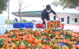 Huyện Thạch Thành đẩy mạnh chuyển đổi cây trồng gắn với sản xuất nông nghiệp hàng hóa