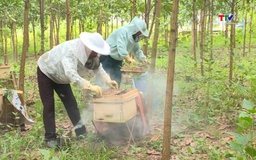 Hợp tác xã ong mật Thành Kim sản xuất theo tiêu chuẩn VietGap 
