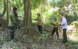 Thanh Hóa có gần 400.000 ha rừng được chi trả tiền dịch vụ môi trường rừng
