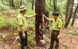 Chủ động công tác phòng cháy chữa cháy rừng