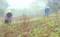 Thường Xuân: Hơn 9,7 tỷ đồng phát triển mô hình giảm nghèo