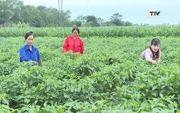 Thanh Hóa có 7.000 ha cây màu liên kết sản xuất, bao tiêu sản phẩm