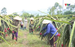 Tăng cường quản lý mã số vùng trồng, cơ sở đóng gói xuất khẩu