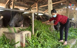 Chăm sóc, bảo vệ đàn trâu, bò trong những ngày rét đậm, rét hại 