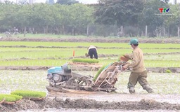 Tập trung gieo cấy, bảo vệ sản xuất vụ xuân 2025