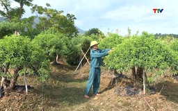 Hỗ trợ hội viên nông dân phát triển kinh tế, vươn lên làm giàu