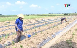 Đẩy nhanh tiến độ sản xuất vụ Đông