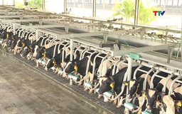 Thanh Hóa phát triển chăn nuôi tập trung quy mô lớn