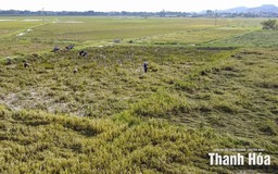 Chủ tịch UBND tỉnh yêu cầu khẩn trương thống kê thiệt hại, triển khai công tác khắc phục hậu quả bão số 10 và mưa lũ sau bão