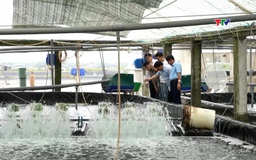 Phát triển kinh tế trang trại theo hướng bền vững 