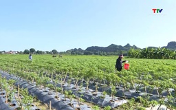 Thanh Hóa gieo trồng được gần 40 % cây vụ Đông