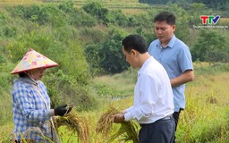 Xã Quang Chiểu tập trung thu hoạch lúa vụ mùa